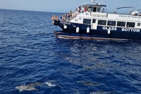 Cruzeiro de meio dia - observação de golfinhos e baleias