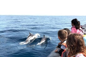 Dolphins Watching