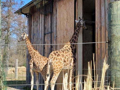 zoo park in poland, opole