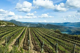 Dégustation de vin privée et visite guidée à Ribera Duero