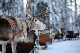 Kuusamo: Reindeer Sleigh Ride and Farm Visit