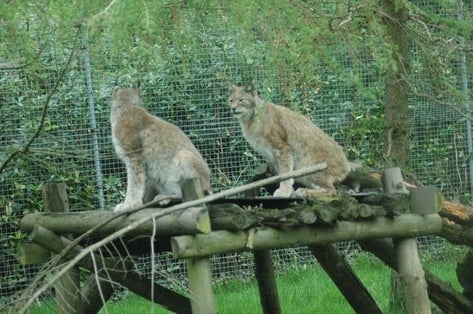 PHOTO OF VIEW OF Curraghs Wildlife Park .
