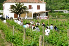 Konavle Valley: Tour with Wine Tasting from Dubrovnik