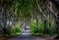 The Dark Hedges, Gracehill, County Antrim, Northern Ireland, United Kingdom