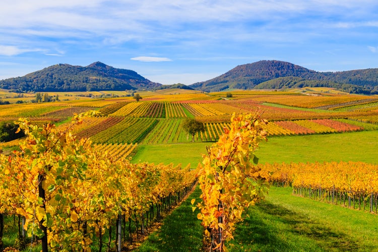 Photo of Beautiful vineyards landscape in autumn, Rhineland-Palatinate, Germany. Deutsche Weinstrasse (German Wine Road) Vineyard Rural autumn landscape, Palatinate region, banner .