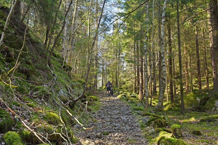 Mountain biker, cyclist, speeding in beautiful symmetrical lane of trees in colored spring wood, Arendal City, Norway.