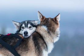 Levi: 7 km Self-Drive Husky Sledding Adventure