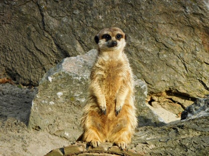 Photo of Meerkat on chats in Wrocław Zoological Garden, Poland.