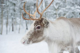 Traditional Reindeer Farm Visit with Sledge Ride in Levi