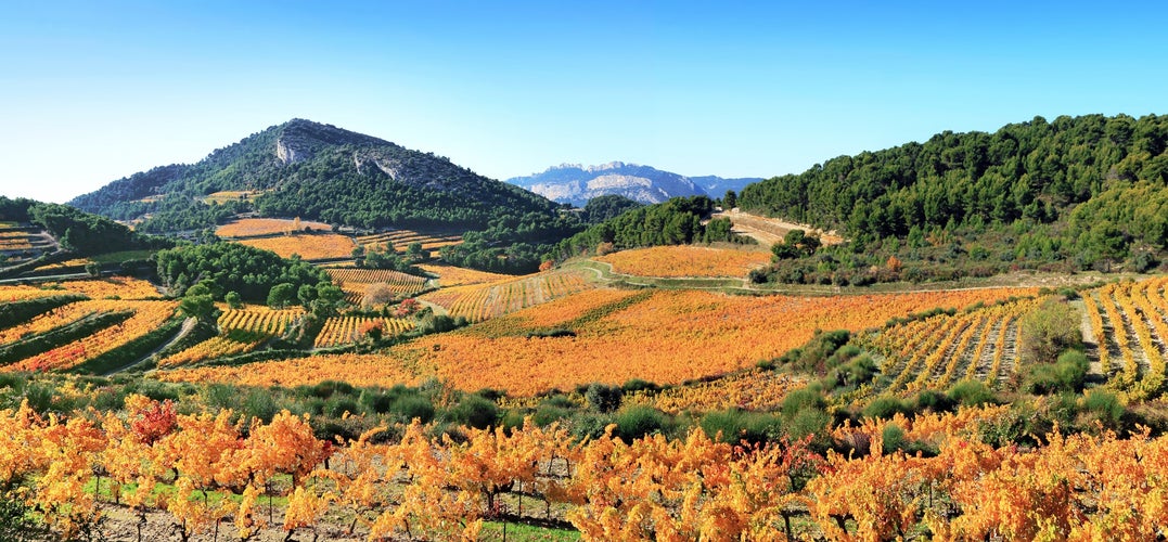 Vineyards in autumn in Provence,France.jpg