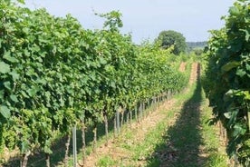 Dégustation de vin à Vieste