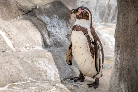 Photo of Humboldt penguin (Spheniscus humboldti) also called Peruvian Penguin or Patranca on the rocks of a cliff in Aalborg Zoo, Denmark.