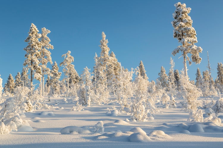 Winter landscape with clear blue sky with snowy trees and warm light, Gällivare county, Swedish Lapland, Sweden