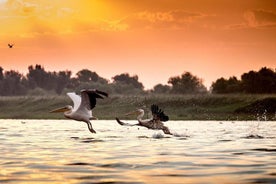 Privat fyra dagars safariupplevelse till Donau Delta från Bukarest