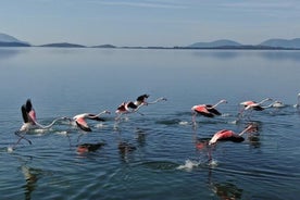 Observation des oiseaux dans la lagune de Narta depuis Vlora (3-6 personnes)