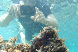 Excursão de snorkeling no Porto Santo