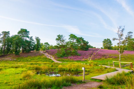 photo of view of Hiking path leading up a hill, overgrown with colorful blooming heather in the nature reserve Lüneburger Heide.