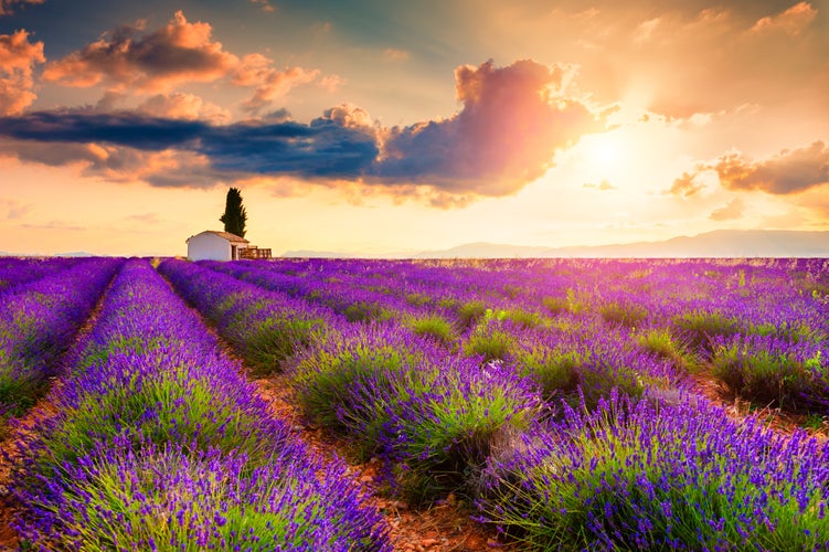 lavender fields at sunrise near Valensole, Provence, France. Beautiful summer landscape.jpg