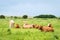 Photo of Brown cattle grazing on the marshes at Holkham National Nature Reserve in the United Kingdom.