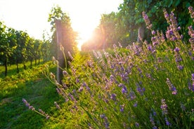 Expérience privée d'une journée complète sur les vins de Provence au départ de Nice