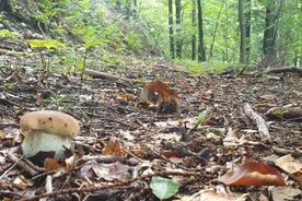 MUSHROOM FORAGING TOUR in sLOVEnia