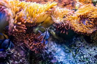 Aquarium River of Zaragoza