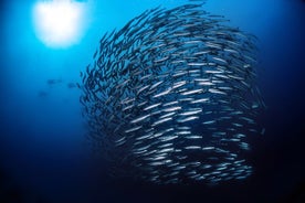 Double Dive Elba Island