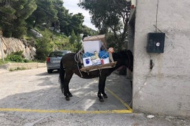 雅典西部 4x4 蓝色泻湖野生动物园探险体验网