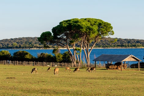 Photo of Open ZOO on Brijuni National Park with animals on he grassland in late afternoon light, Croatia.