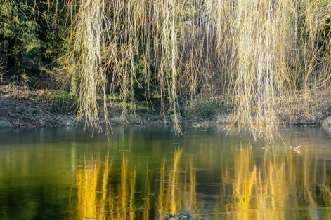 Photo of frozen pond in Søndermarken Park, winter in Copenhagen, Denmark. 