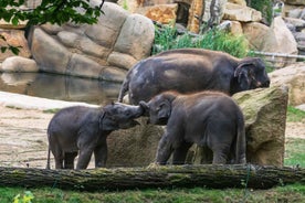 Prague Zoo Aðgangsmiðar án biðraða og Sérstakar Flugur