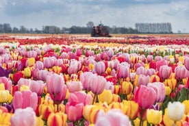 Private Tour To Tulip Experience and Keukenhof