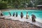 Photo of Penguins at London zoo, UK.