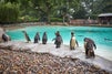 London Zoo travel guide