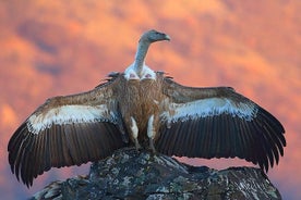 Two-day Birding Trip: The Eastern Rhodopes & Sakar