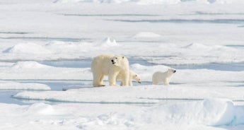 Circumnavigating Spitsbergen | In the Realm of the Polar Bear | 2024 (MS Spitsbergen)