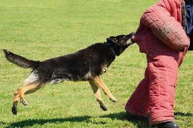 リガ犬の攻撃いたずら