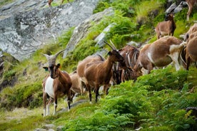 ALVÃO SHEPHERD'S HIKE