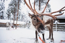 Husky, Reindeer Farm og Santa Village Experience