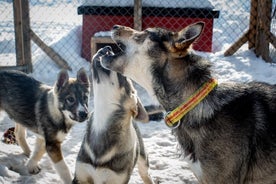 Yksityinen kennelvierailu ja ATV-kierros huskyjen kanssa