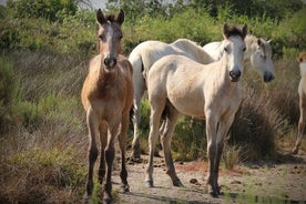 Aigues Mortes: Elcykelsafari - Ebike i Camargue 