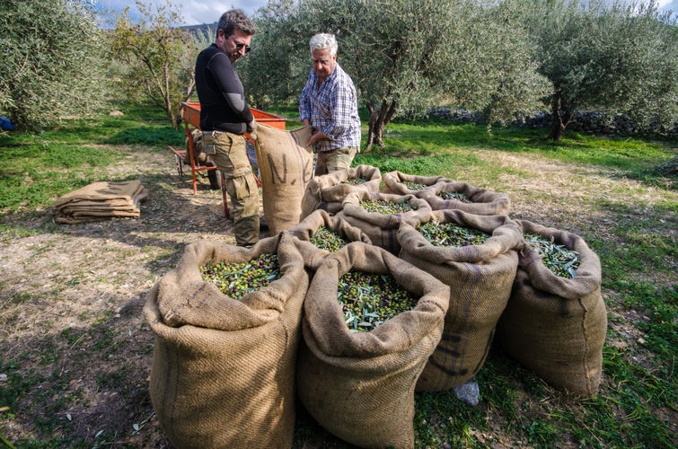 olive harvesting.jpg