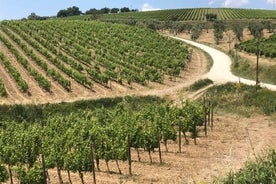 Visite privée de Sienne, San Gimignano et la Chiantiside avec un van Mercedes de classe V