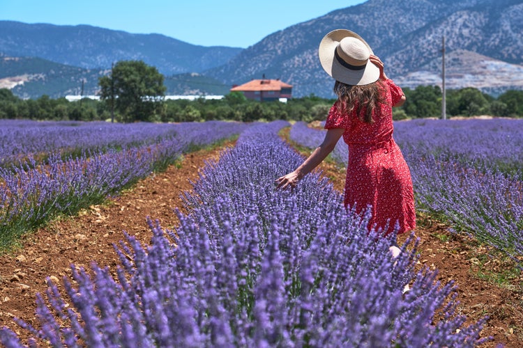 Photo of girl in beautiful lavander field. Taken on roadside in Denizli ,Turkey.