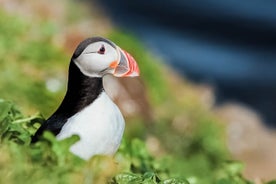 Tour de Baleias e Puffins de Husavik