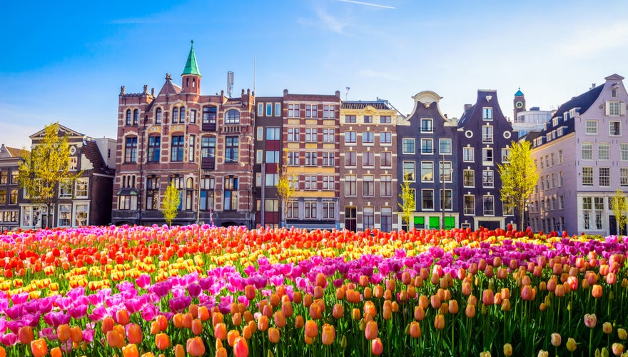 Traditional old buildings and tulips in Amsterdam, Netherlands.