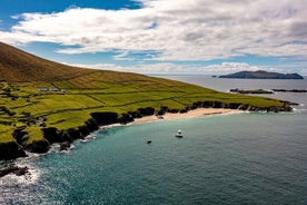 Aventuras en la manta de delfines Dingle