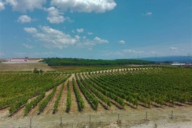 Expérience de la route des vignobles de Bairrada, journée complète au départ de Coimbra