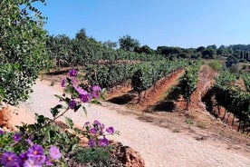 Vineyard Picnic Experience in Porches Algarve