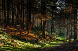 Sheffield - city in United Kingdom